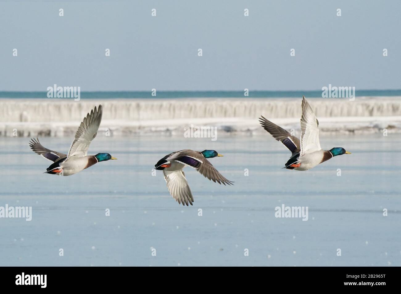 Mallard Ducks in flight Stock Photo