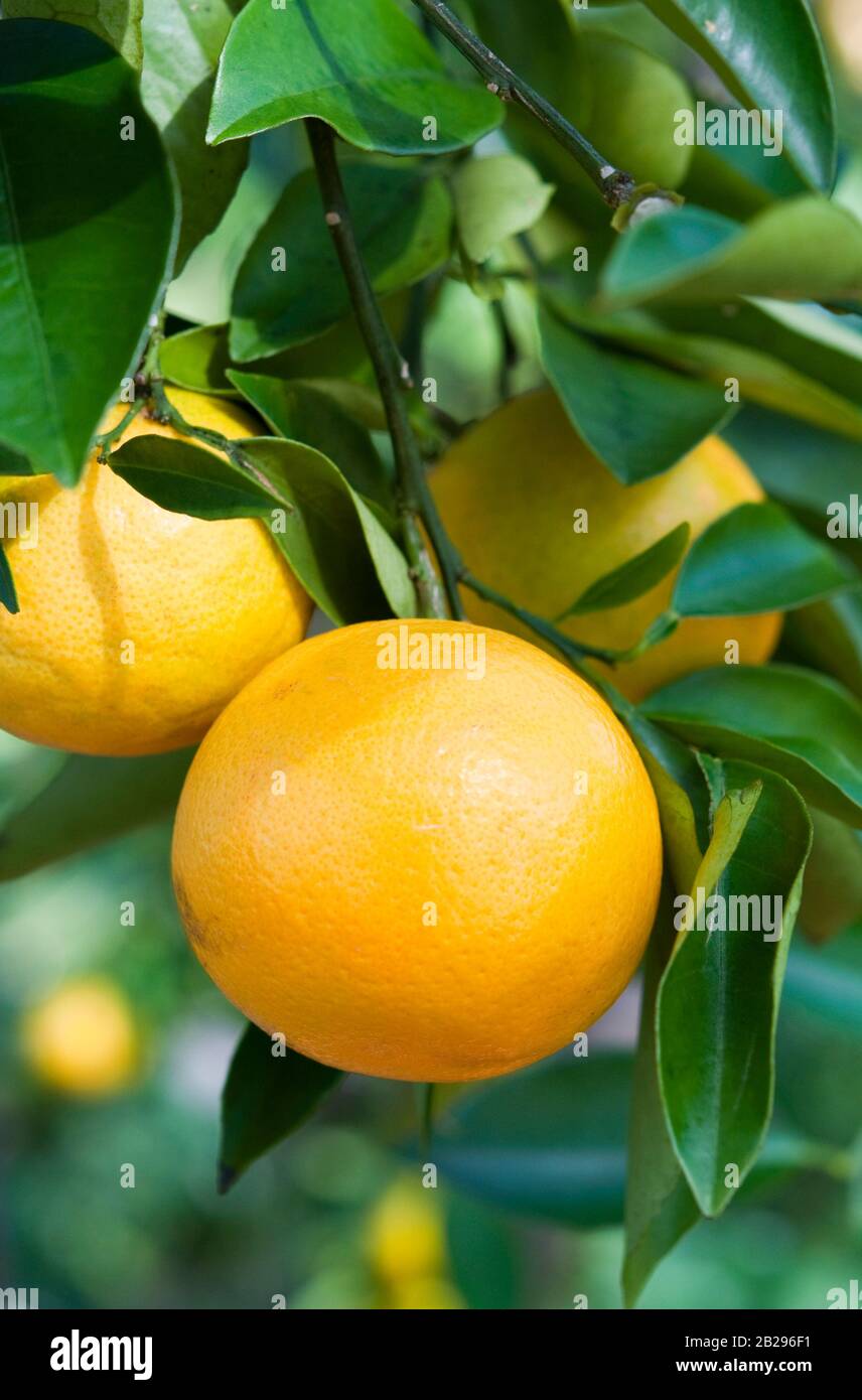Sweet Orange - Citrus x Aurantium Stock Photo