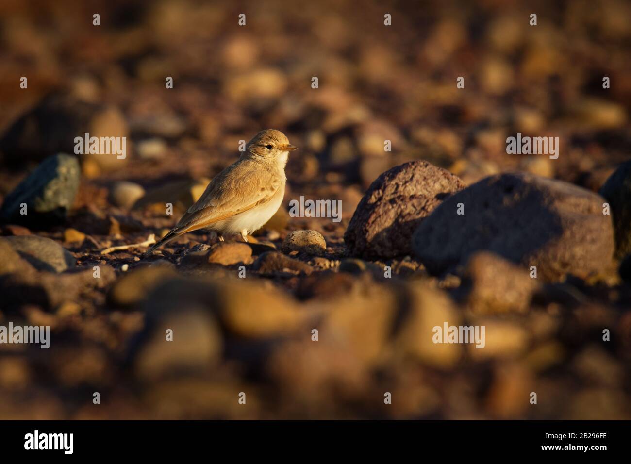 Bar-tailed desert lark - Ammomanes cinctura species of lark in the family Alaudidae, found from Morocco to Pakistan. Its natural habitat is hot desert Stock Photo