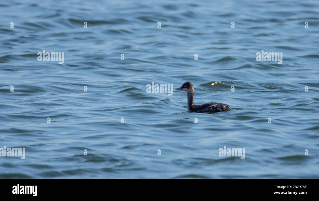 American coot Stock Photo