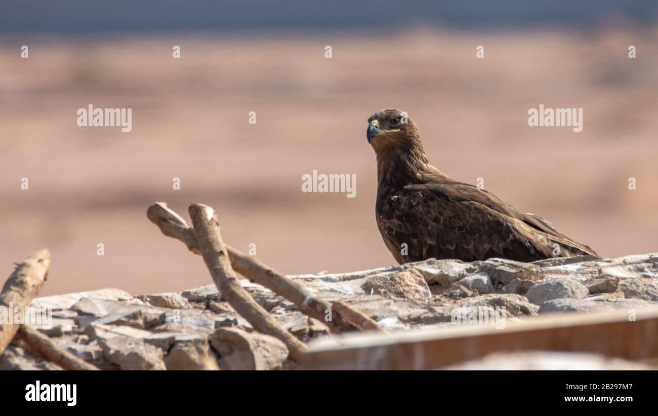steppe Eagle, Aquila nipalensis, in sharm el-sheikh Egypt Stock Photo