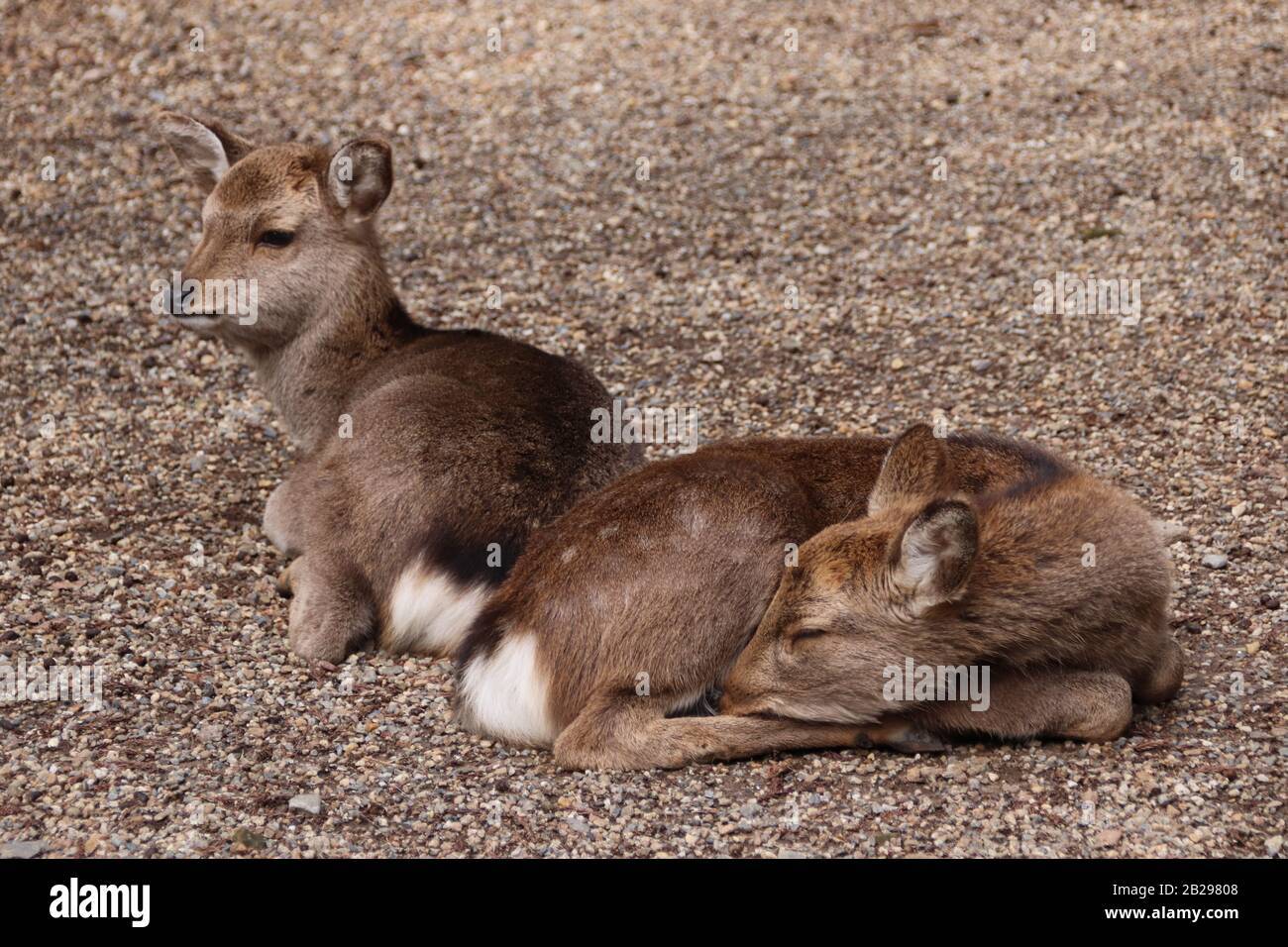 Two fawns having a rest (Nara - Japan) Stock Photo