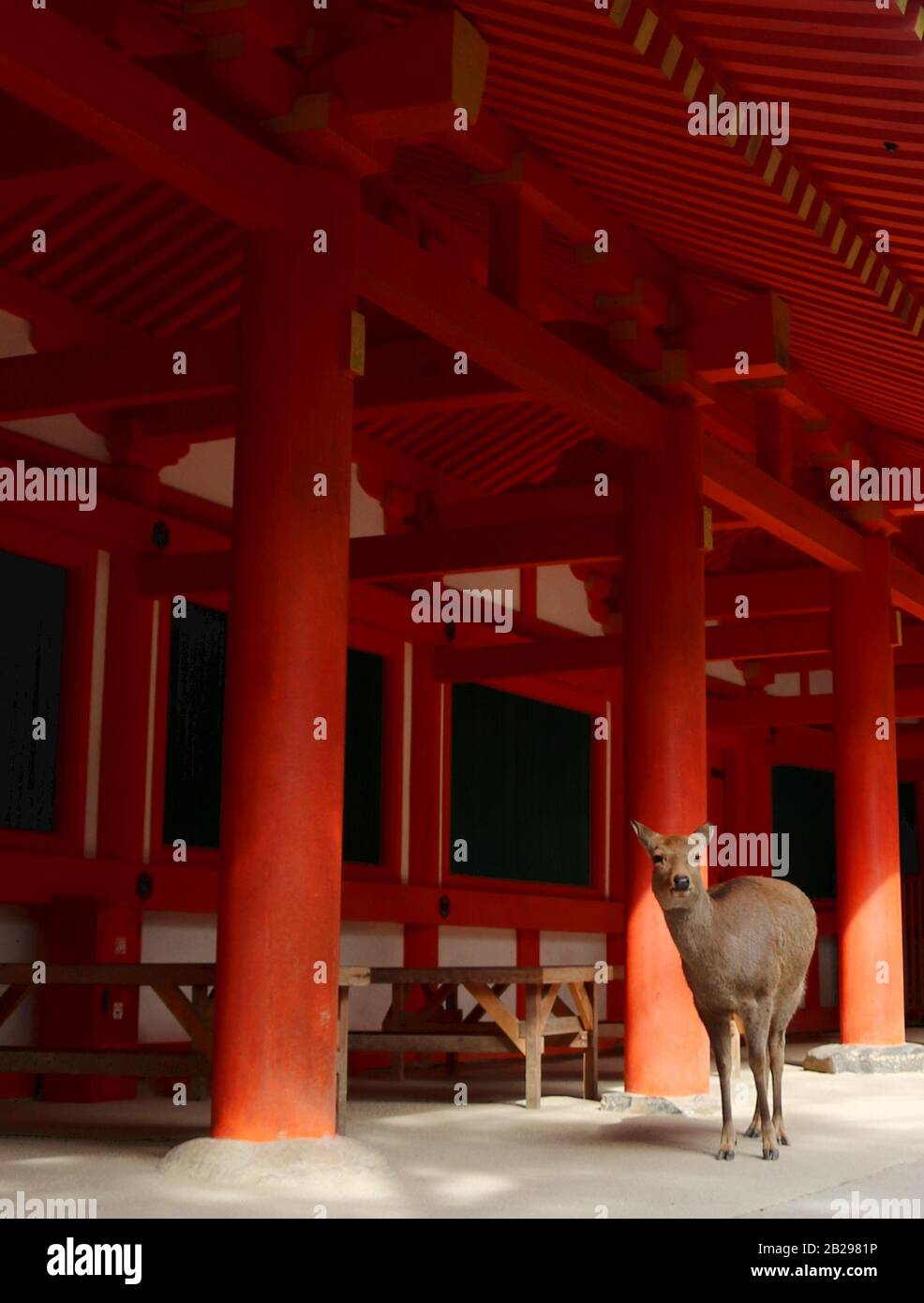 Deer in Japanese Shinto shrine (Nara) Stock Photo