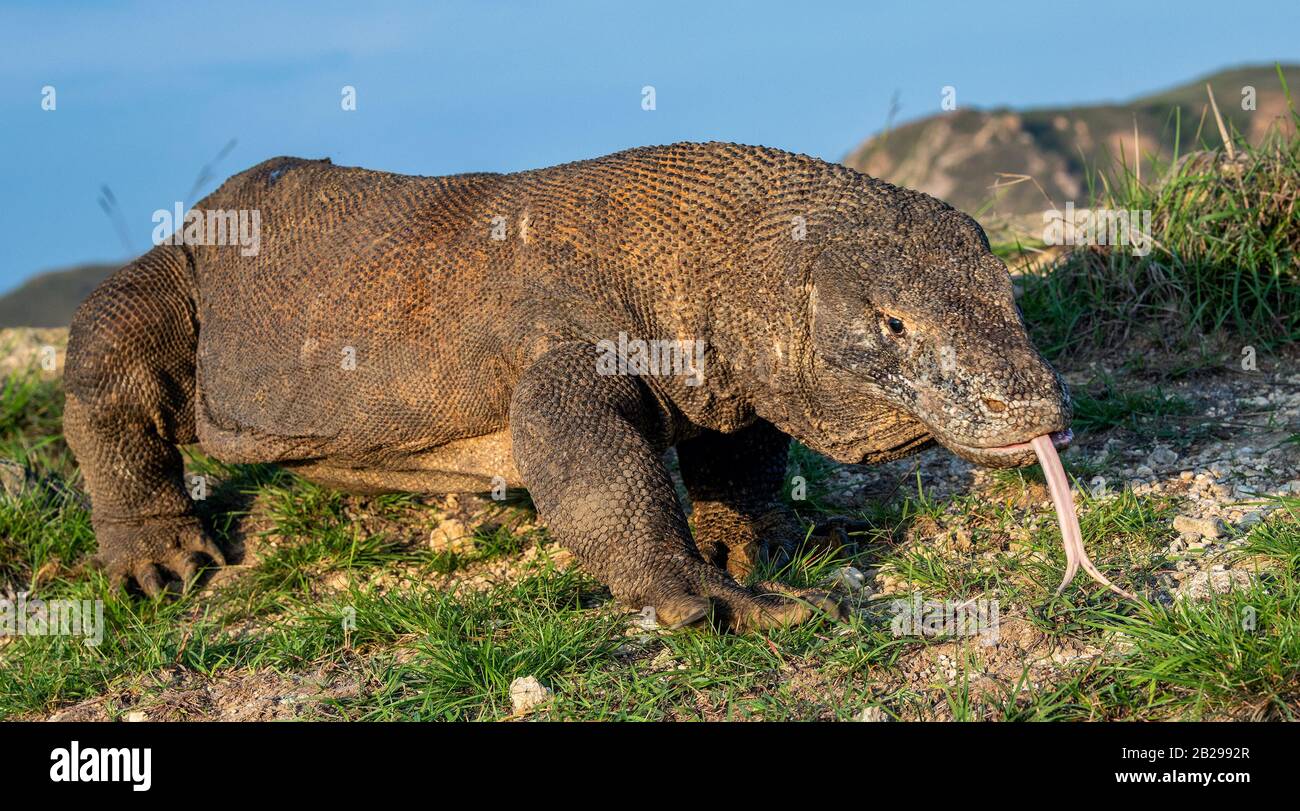 Komodo dragon ( Varanus komodoensis ) with the forked tongue sniff air ...