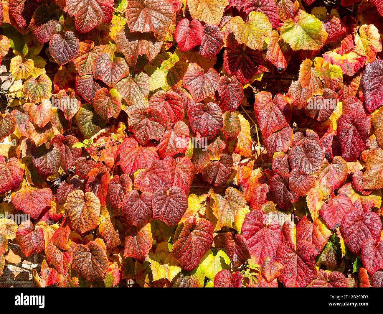 Beautiful red and yellow textured ivy leaves growing on a wall in late autumn Stock Photo