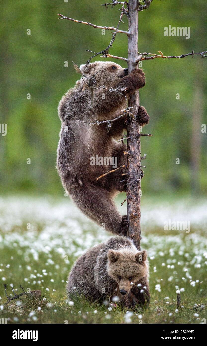 Brown bear cub climbs a pine tree. Brown bear cubs in summer forest ...