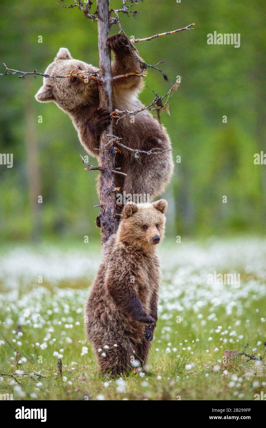Brown bear cub climbs a pine tree. Brown bear cubs in summer forest ...