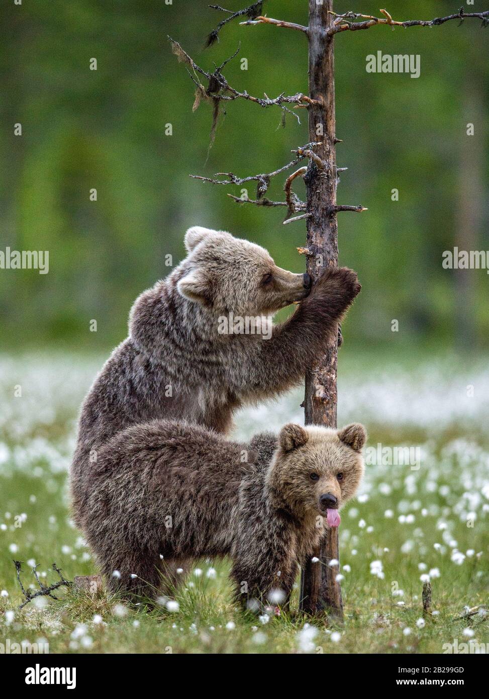 Brown bear cub climbs a pine tree. Brown bear cubs in summer forest ...