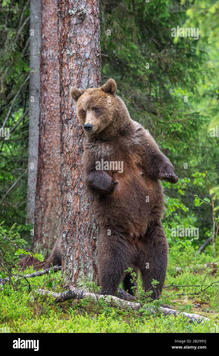 Female of Brown bear stands on its hind legs by a tree in a summer forest. Scientific name