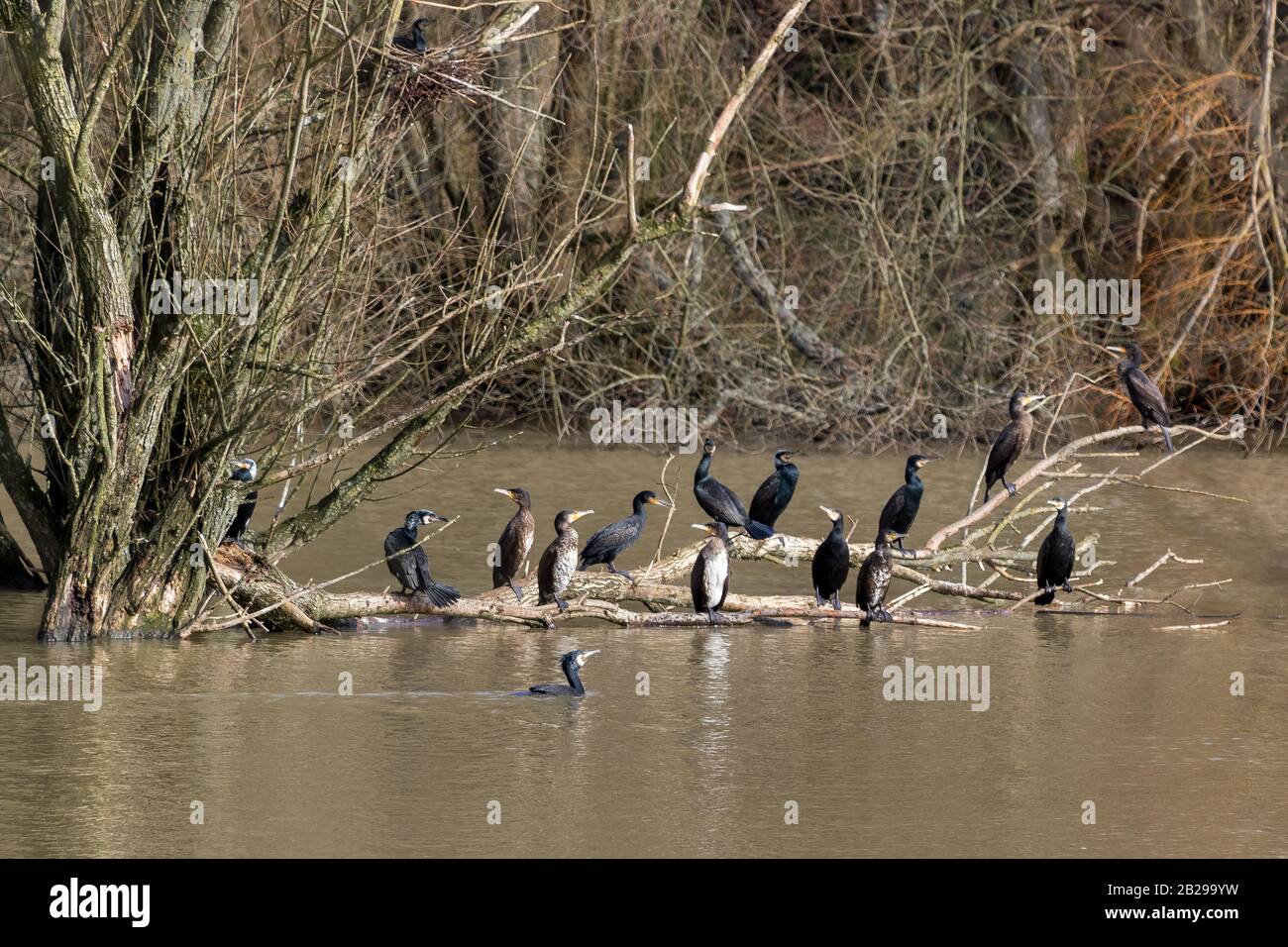 A group of Great Cormorants (Phalacrocorax carbo) sitting on a branch at Weir Wood reservoir Stock Photo