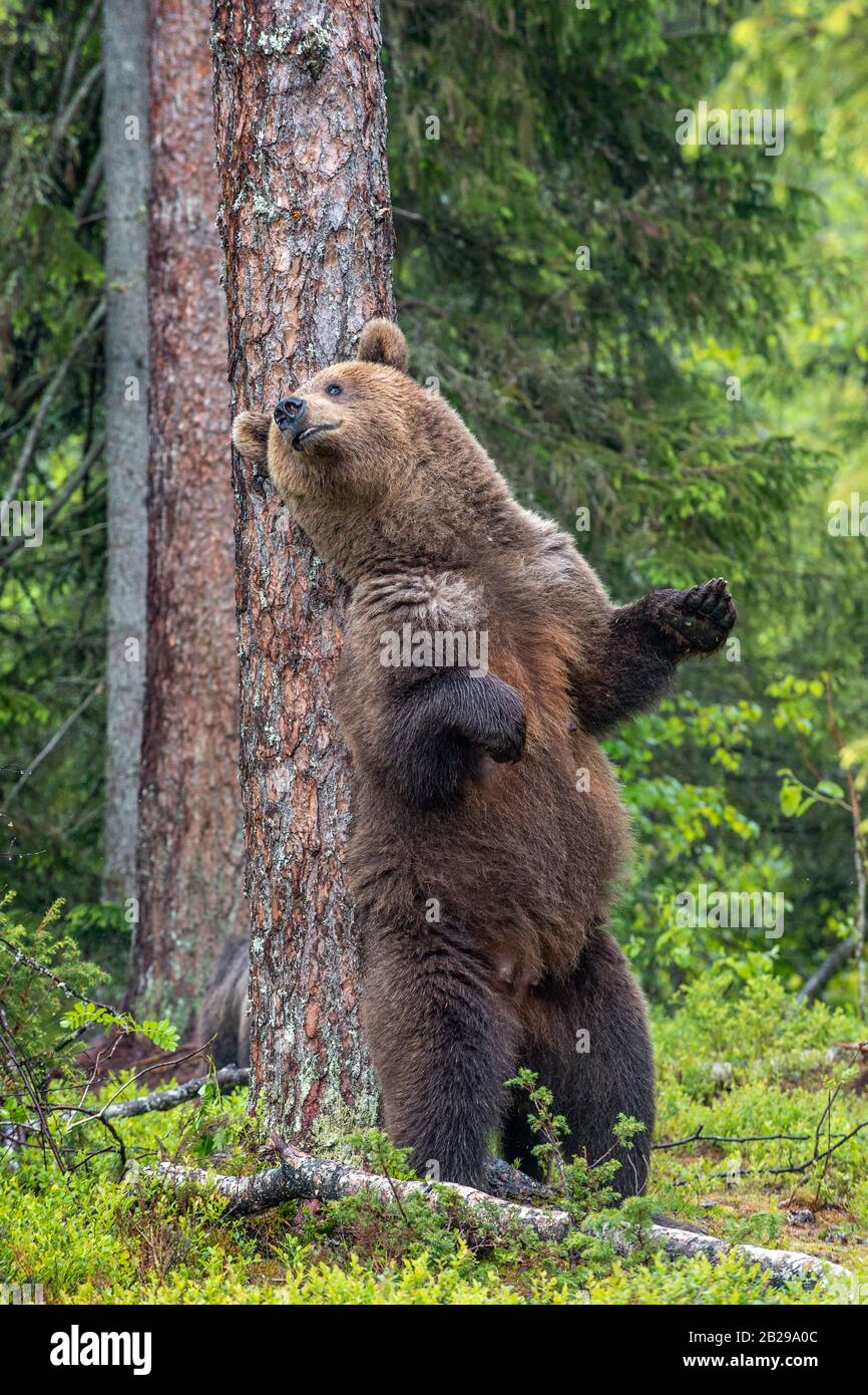 Female of Brown bear stands on its hind legs by a tree in a summer