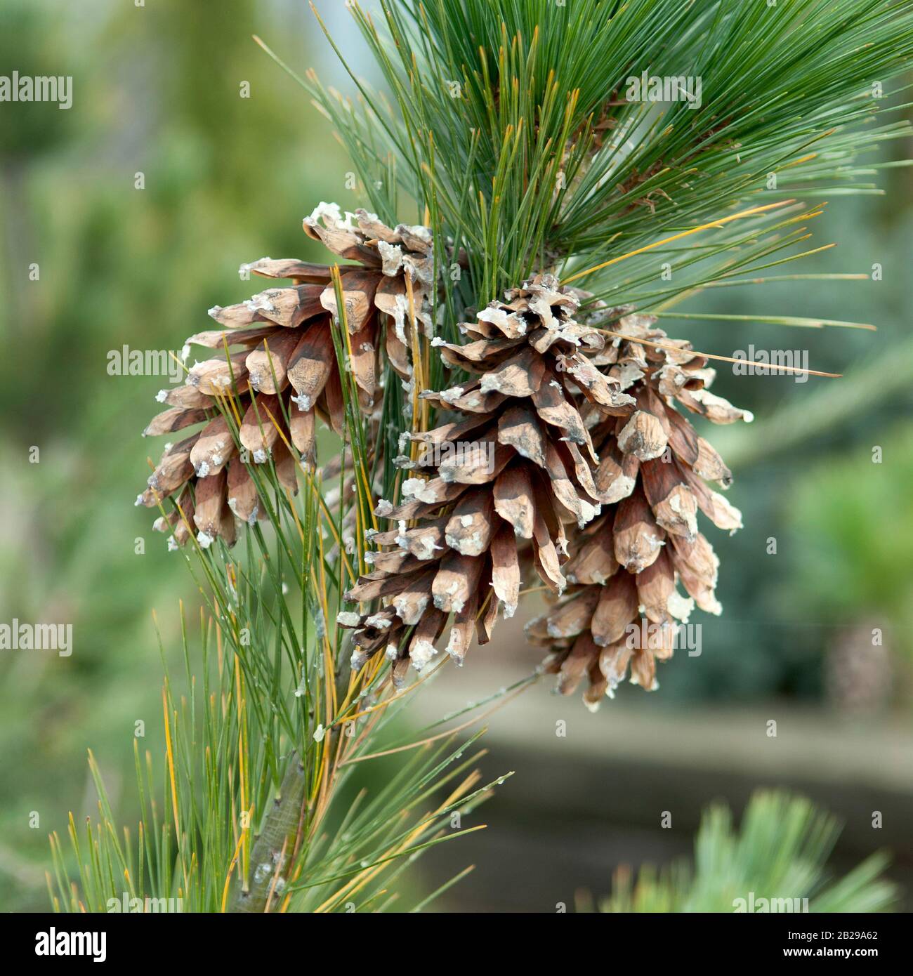 Schwerins Kiefer (Pinus schwerinii) Stock Photo