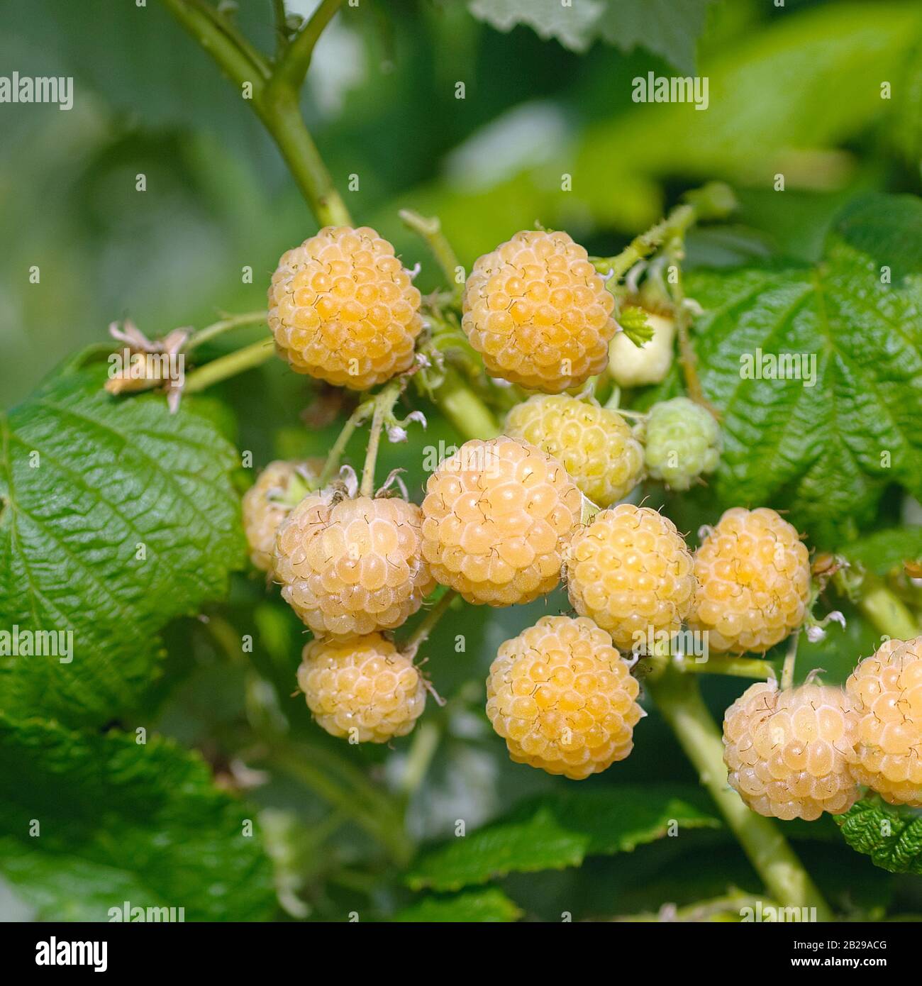(Rubus idaeus 'Poranna Rosa') Stock Photo