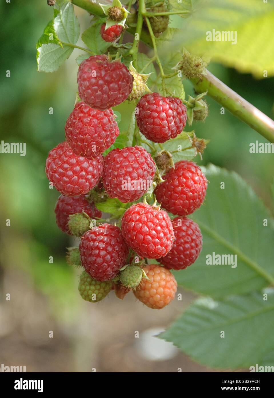 Himbeere (Rubus idaeus 'Pokusa') Stock Photo