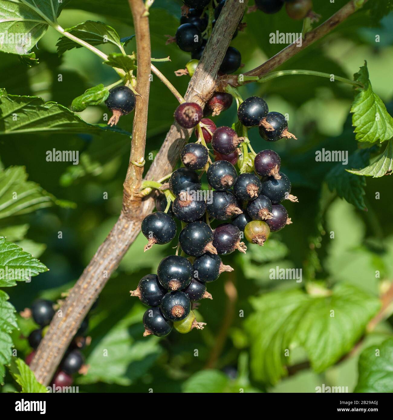 Schwarze Johannisbeere, Schwarze Johannisbeere  (Ribes nigrum 'Ometa') Stock Photo