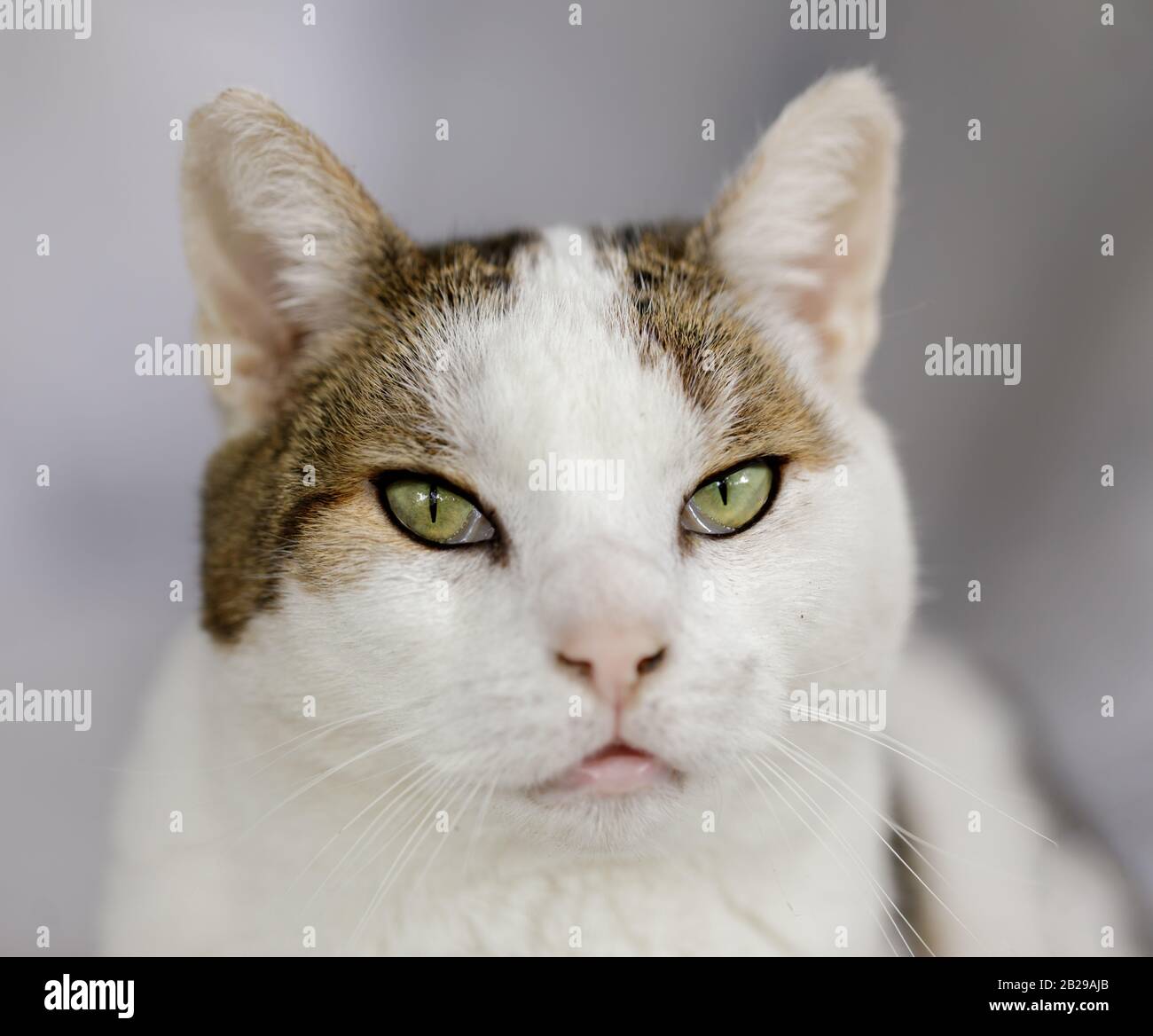Green-eyed Short-haired Cat Head Looking at Camer Stock Photo