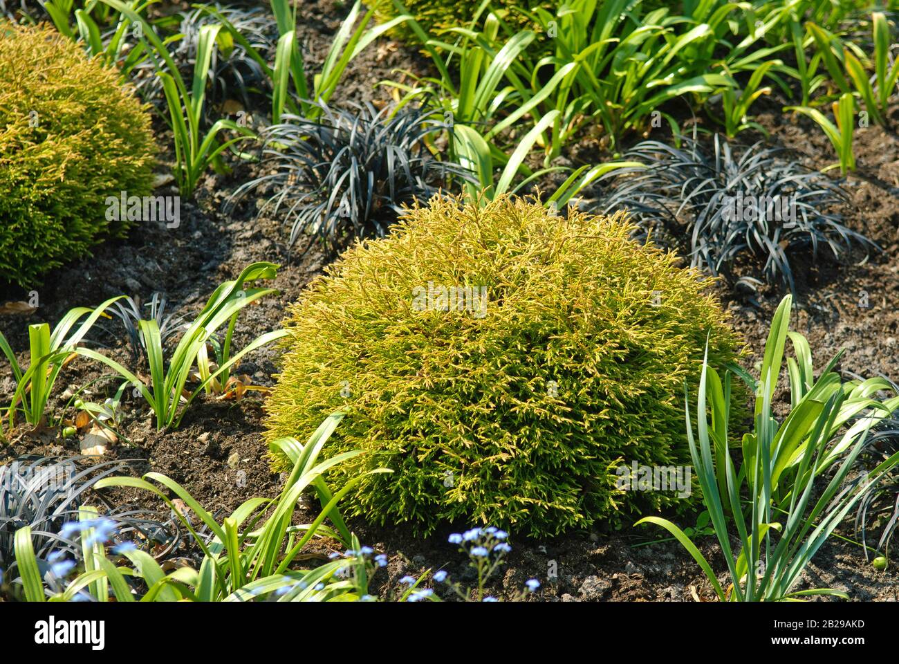 Gelber Zwerg-Lebensbaum (Thuja occidentalis Golden Tuffet Stock Photo -  Alamy