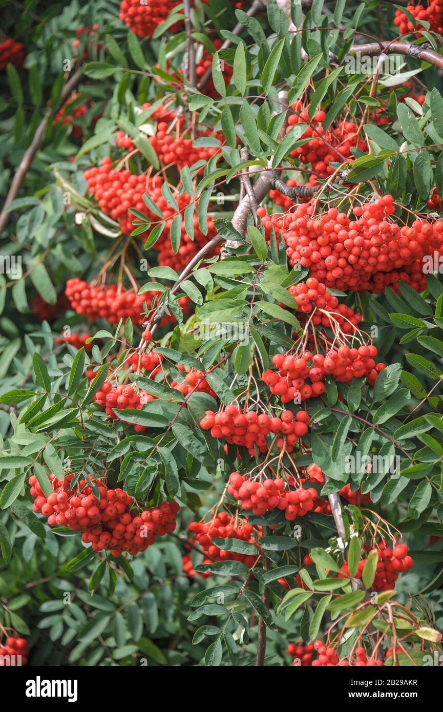 Edel-Eberesche (Sorbus aucuparia 'Rosina') Stock Photo