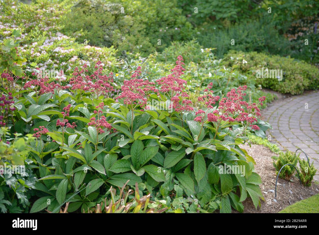 Schaublatt (Rodgersia pinnata 'Crug Cardinal') Stock Photo