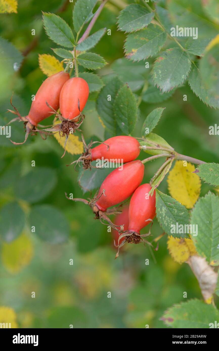 Pi ro 3 hi-res stock photography and images - Alamy