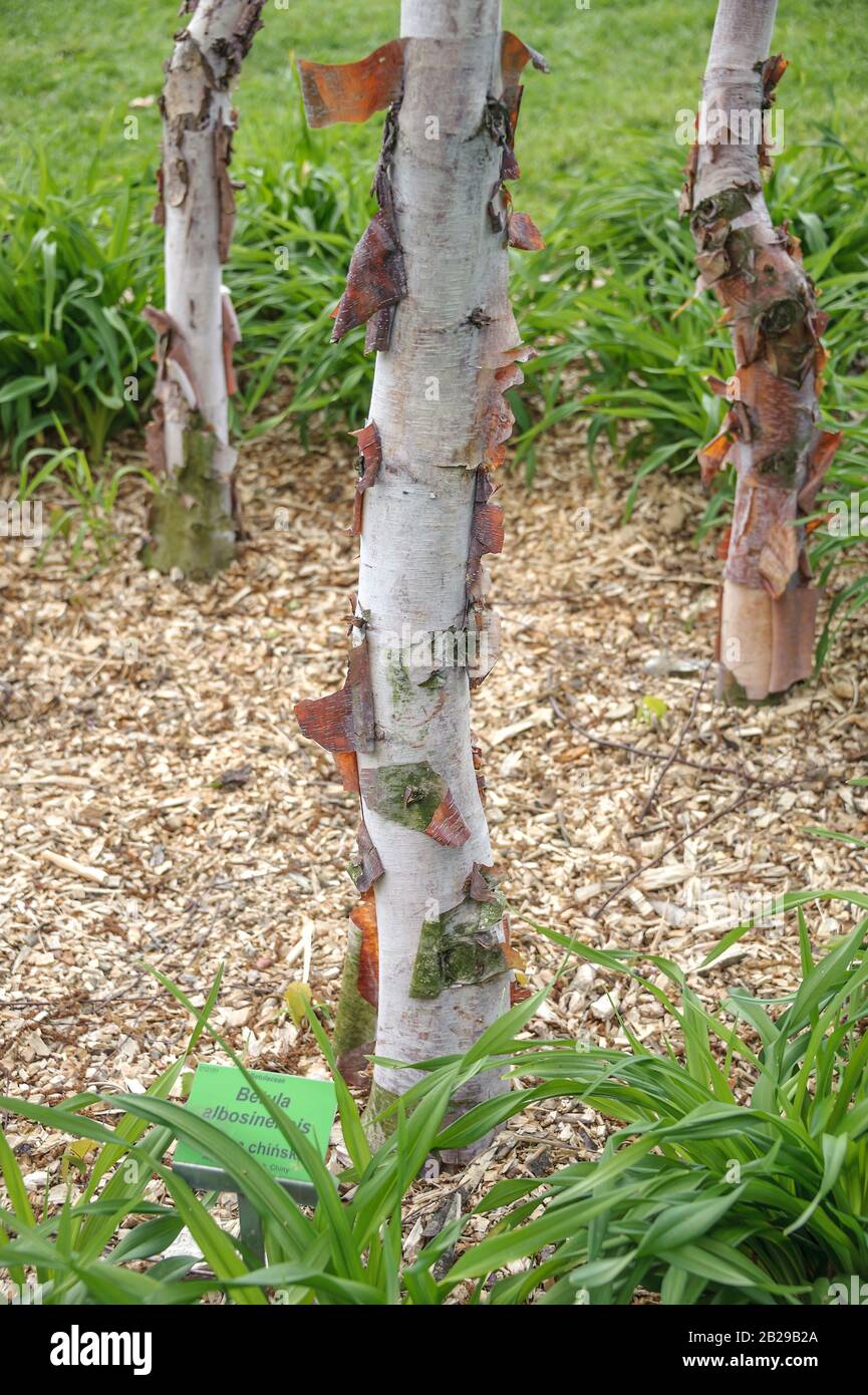 Kupfer-Birke (Betula albosinensis var. albosinensis) Stock Photo