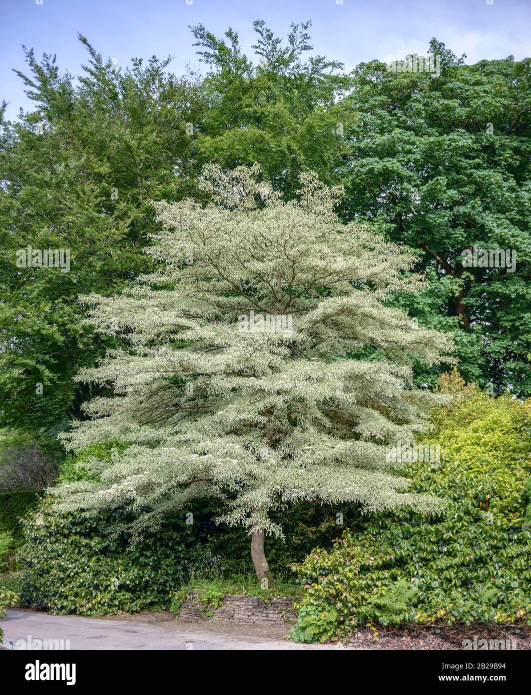 weissbunter etagen hartriegel cornus controversa variegata stock photo alamy