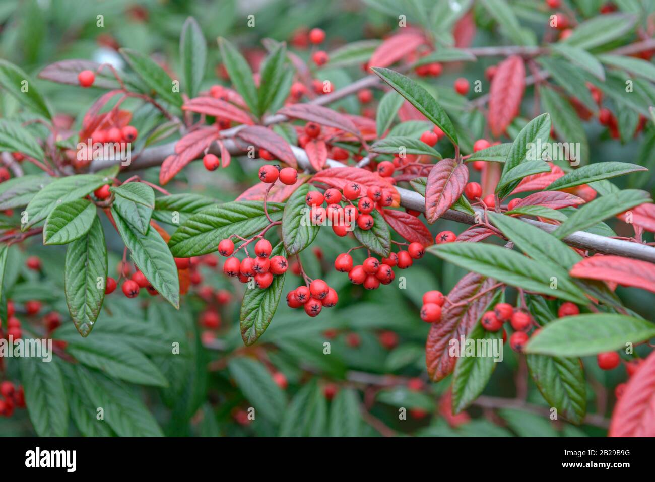 Zwergmispel Cotoneaster Floccosus Stock Photo Alamy