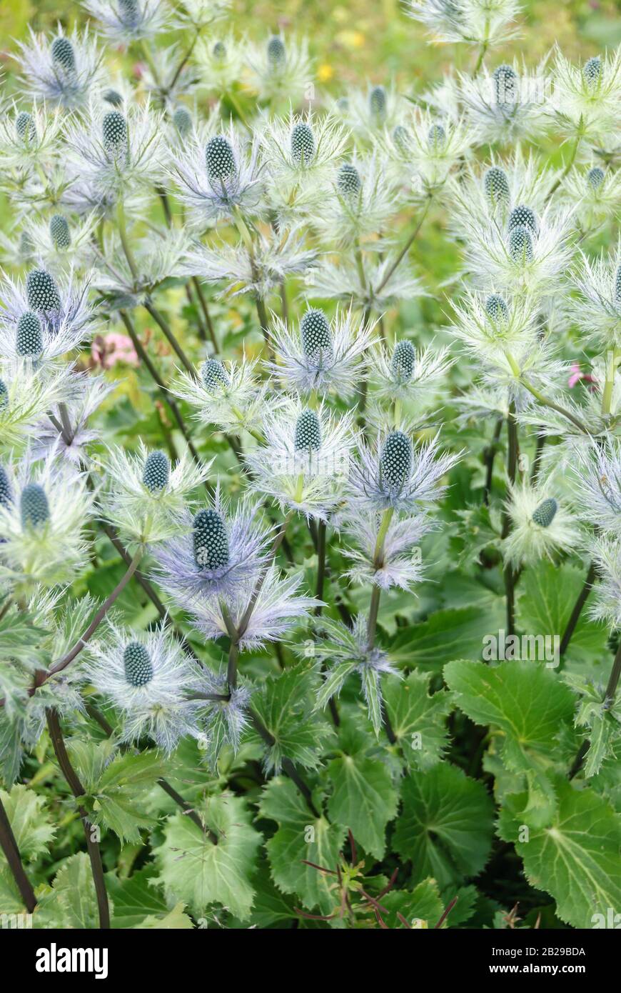 alpen-mannstreu-eryngium-alpinum-alpengarten-schynige-platte-stock