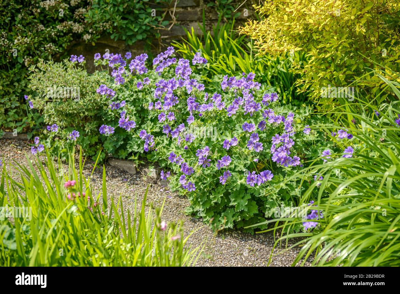 Storchschnabel (Geranium × magnificum) Stock Photo
