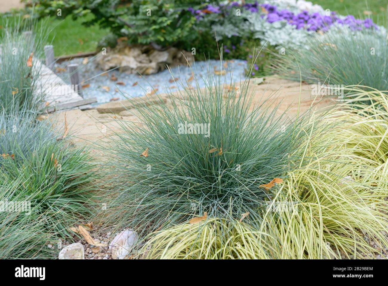 Blauschwingel (Festuca glauca 'Elijah Blue') Stock Photo