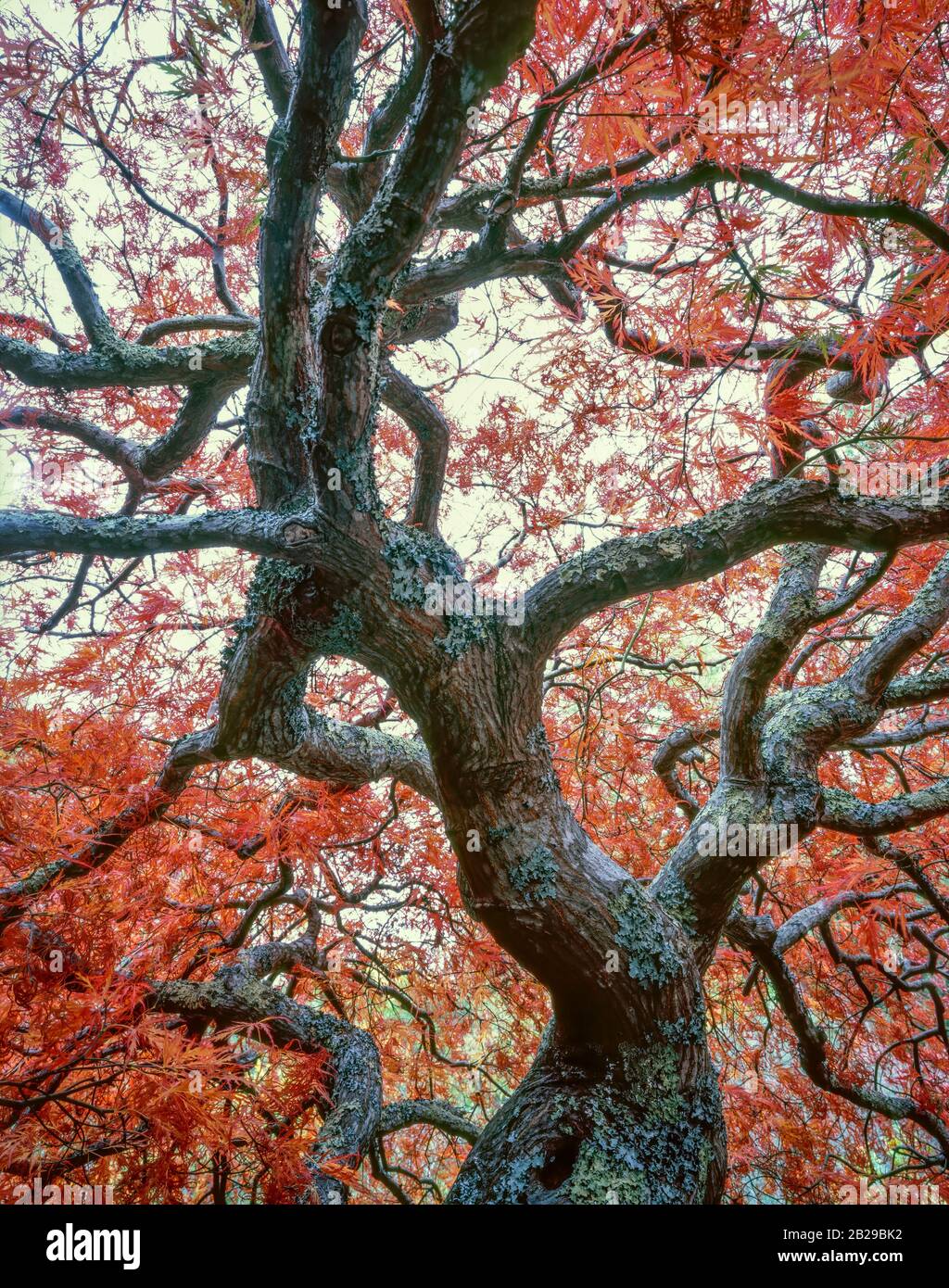 Late Autumn  Japanese Maple, Fern Canyon Garden, Mill Valley Stock Photo