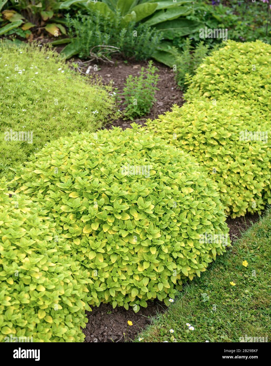 Origanum vulgare aureum hires stock photography and images Alamy