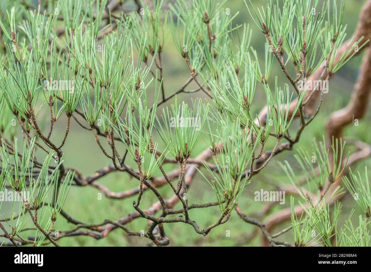 Japanische Rot-Kiefer (Pinus densiflora) Stock Photo