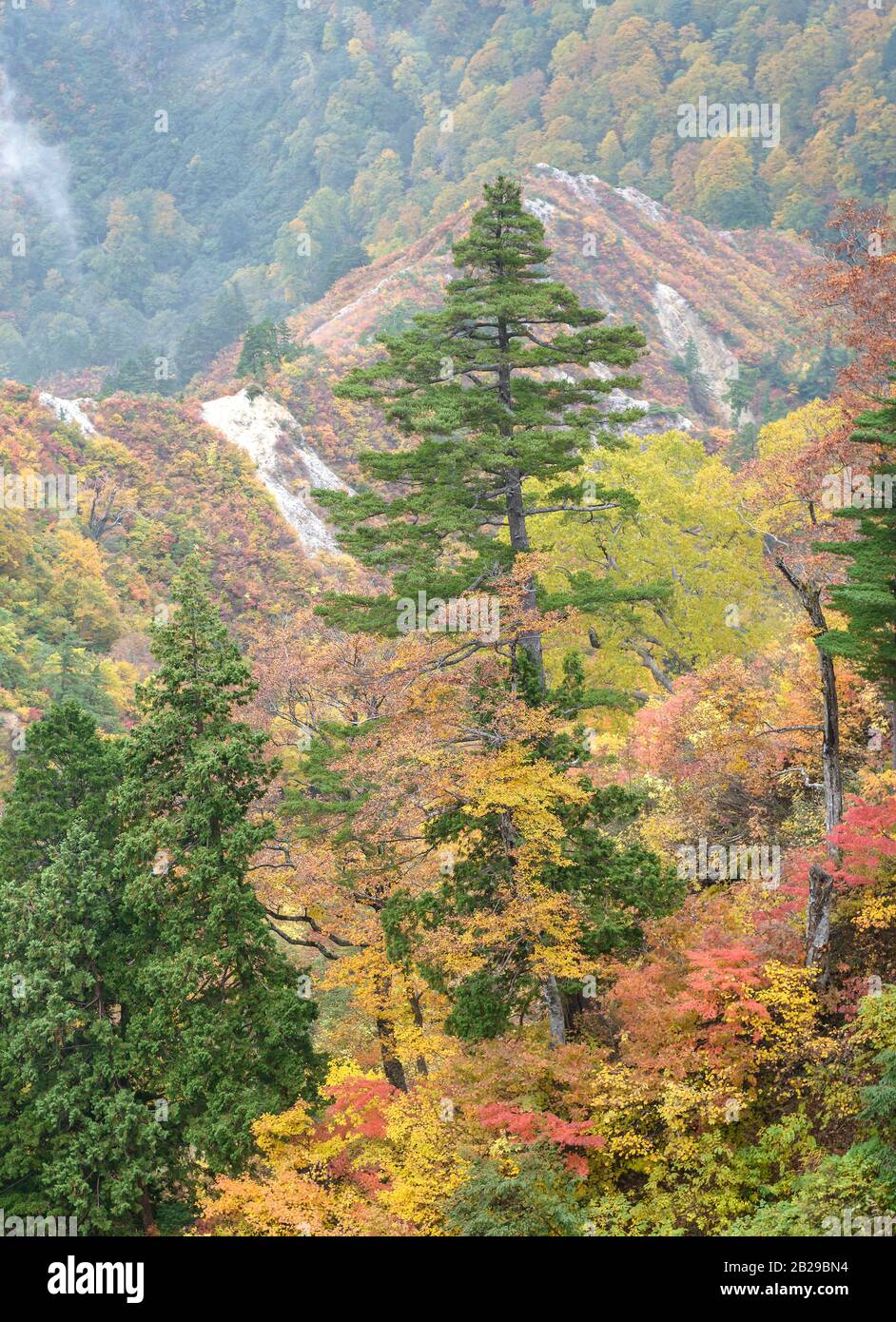 Hakusan-National-Park, Mädchen-Kiefer  (Pinus parviflora), Ahorn (Acer) Stock Photo