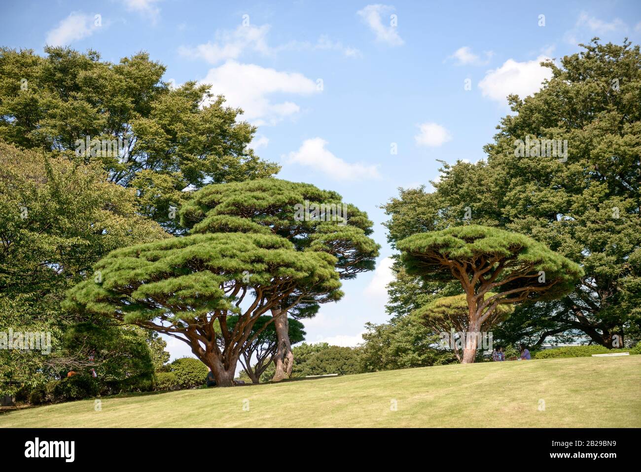 Japanische Rot-Kiefer (Pinus densiflora 'Umbraculifera'), Shinjuku Gyoen Garden, Kaiserlicher Park Shinjuku Stock Photo