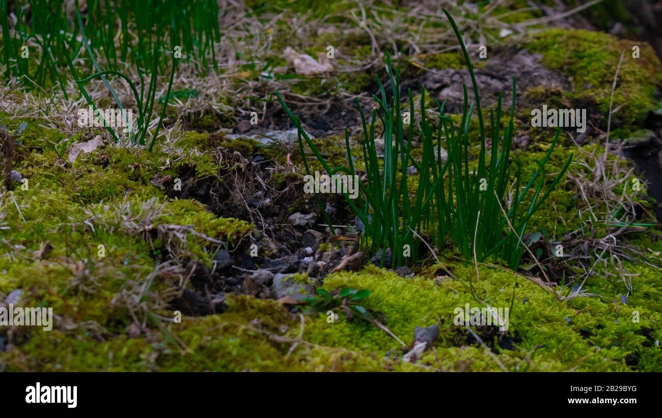A Close Up shot of a Patch of Green Crab Grass Growing on a Log Covered in Bright Green Moss Stock Photo