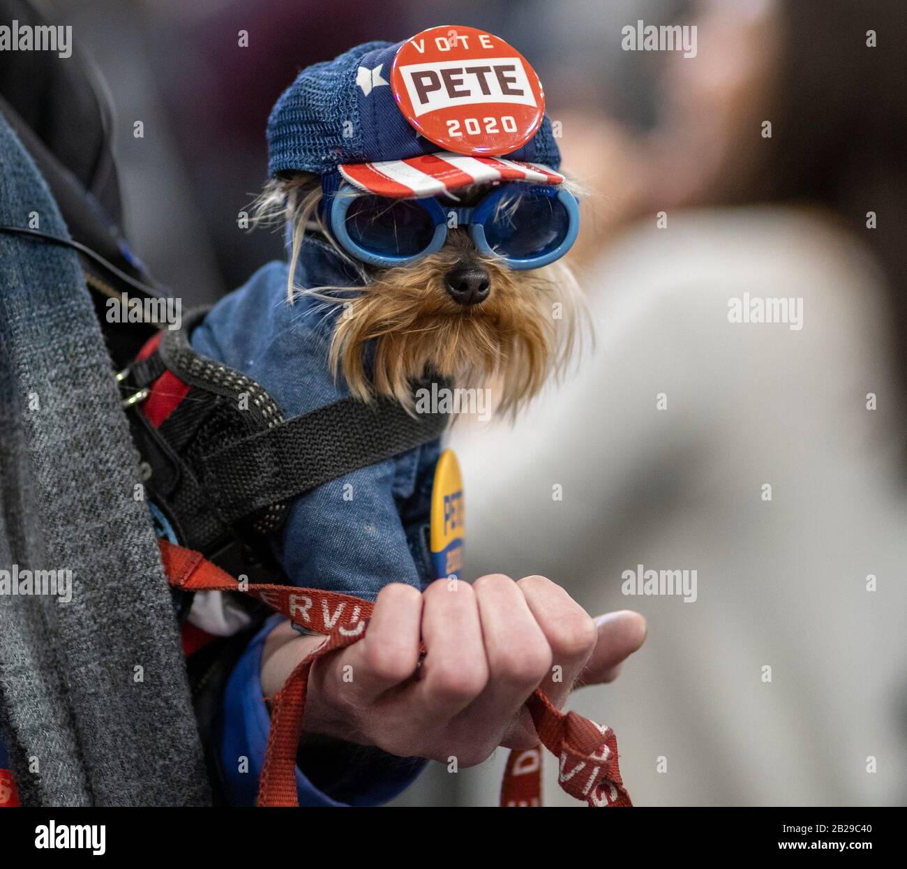 Raleigh, North Carolina, USA. 29th Feb 2020. Teenie Tim, a Yorkshire Terrier weighing less than two pounds, is held by guardian Josh Paul, during a campaign rally in Raleigh, N.C., Saturday, Feb. 29, 2020. Buttigieg, who finished in fourth place this evening in neighboring South Carolina, is campaigning in North Carolina and other states in advance of the big Super Tuesday matchups on March 3, which might serve to narrow the democratic field immensely. Credit: Sipa USA/Alamy Live News Stock Photo