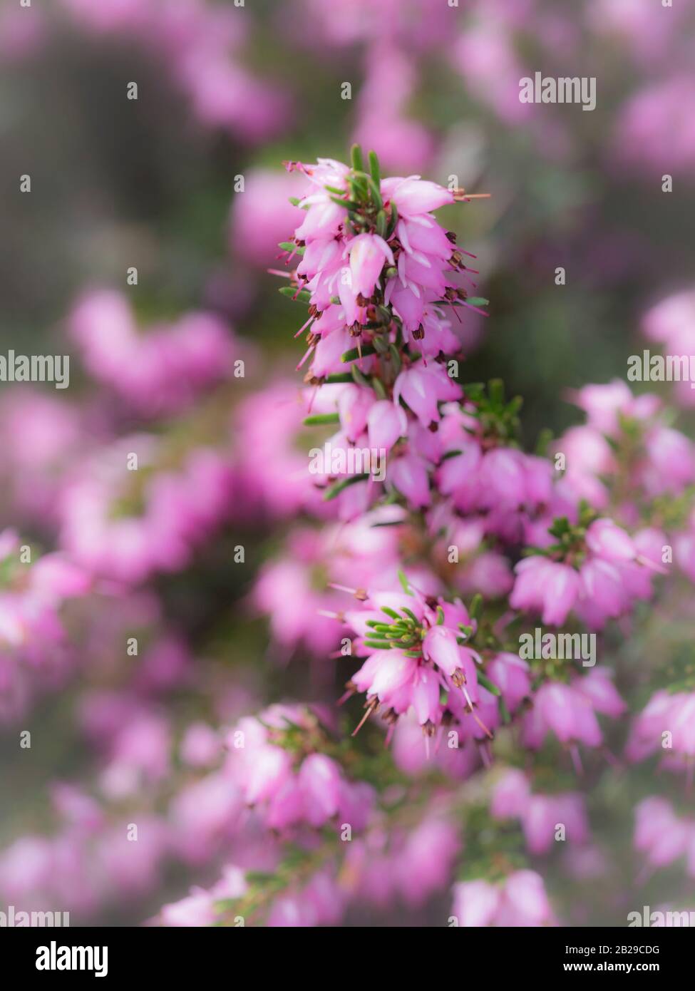 Close up of pink flowers on heather Erica × darleyensis - soft focus effect Stock Photo