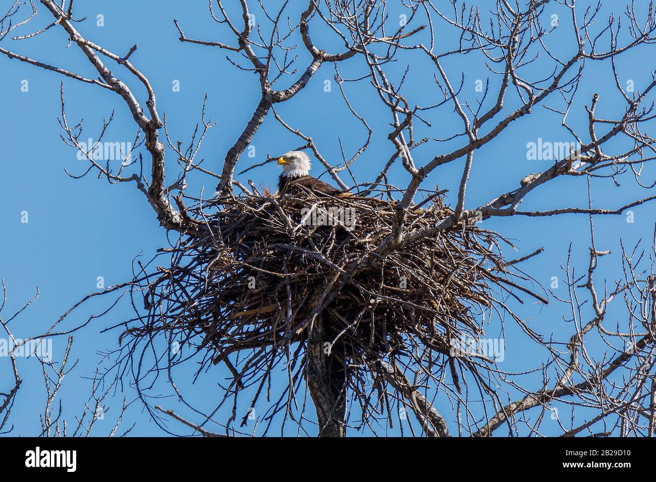 Bald Eagle on her nest Stock Photo