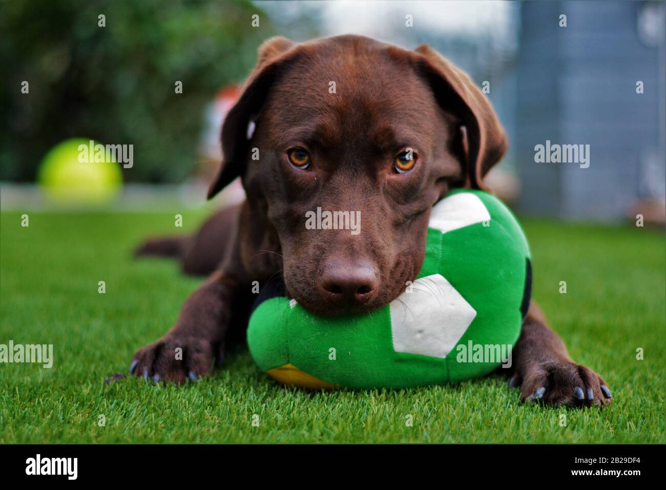 Cute labrador puppy in green grass on a summer day Stock Photo - Alamy
