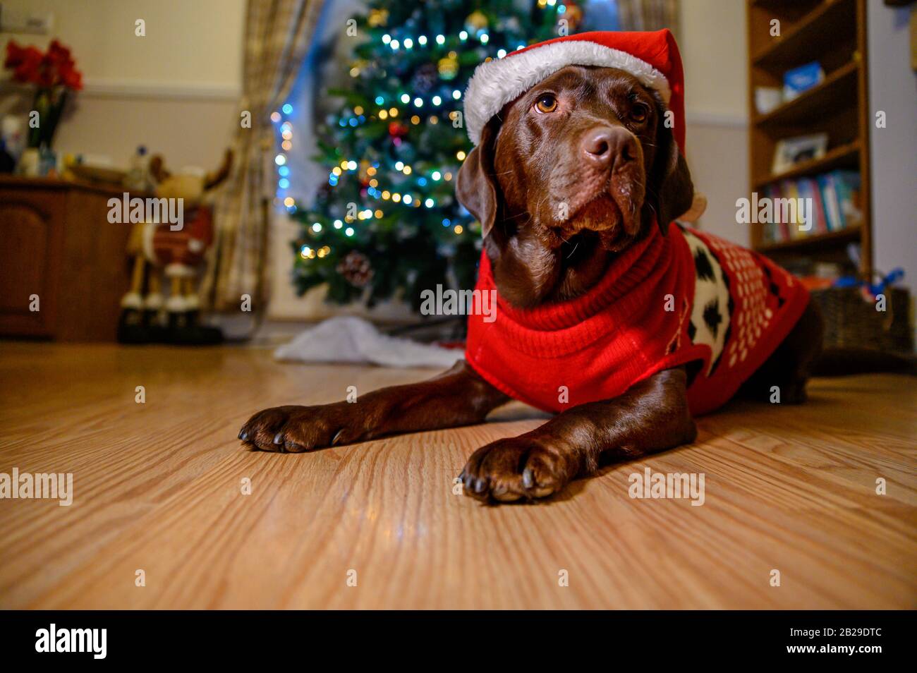 chocolate labrador dressed in christmas jumper and hat with christmas tree background Stock Photo Alamy