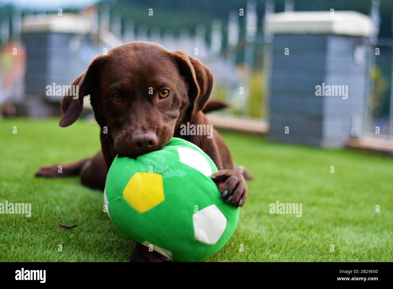 Cute labrador puppy in green grass on a summer day with ball Stock ...