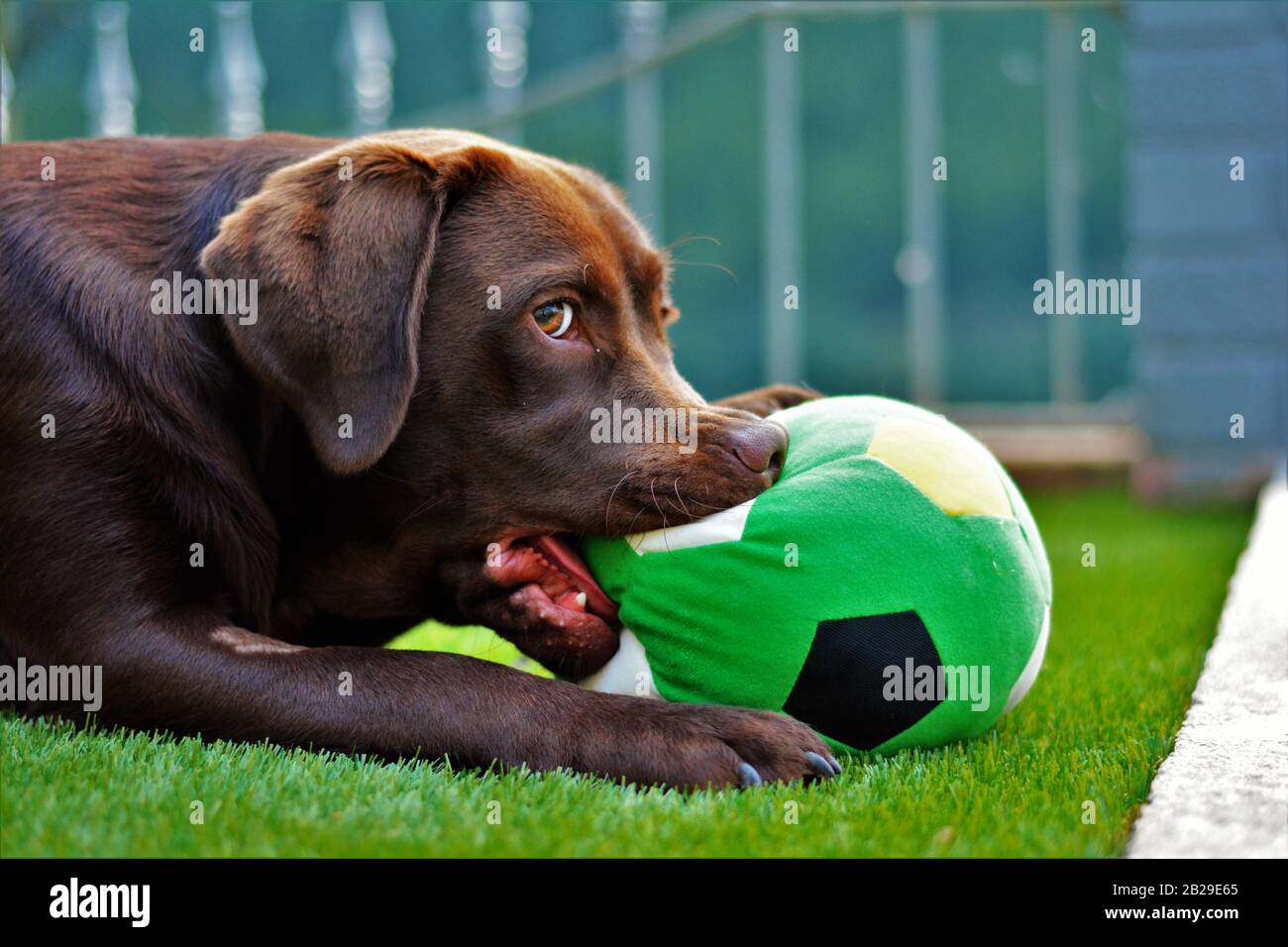 Cute labrador puppy in green grass on a summer day with ball Stock Photo