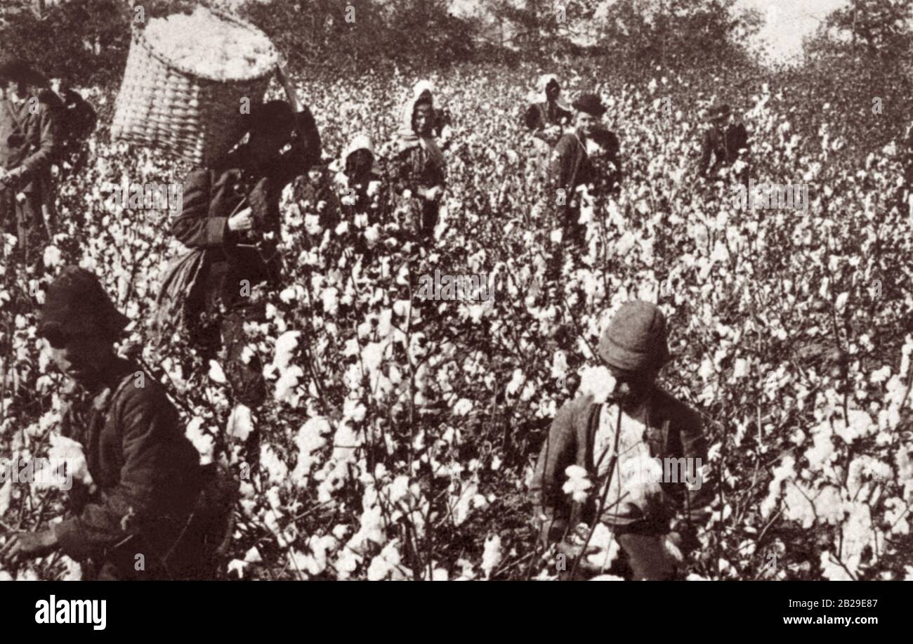 Slaves picking cotton on a Southern plantation. Stock Photo