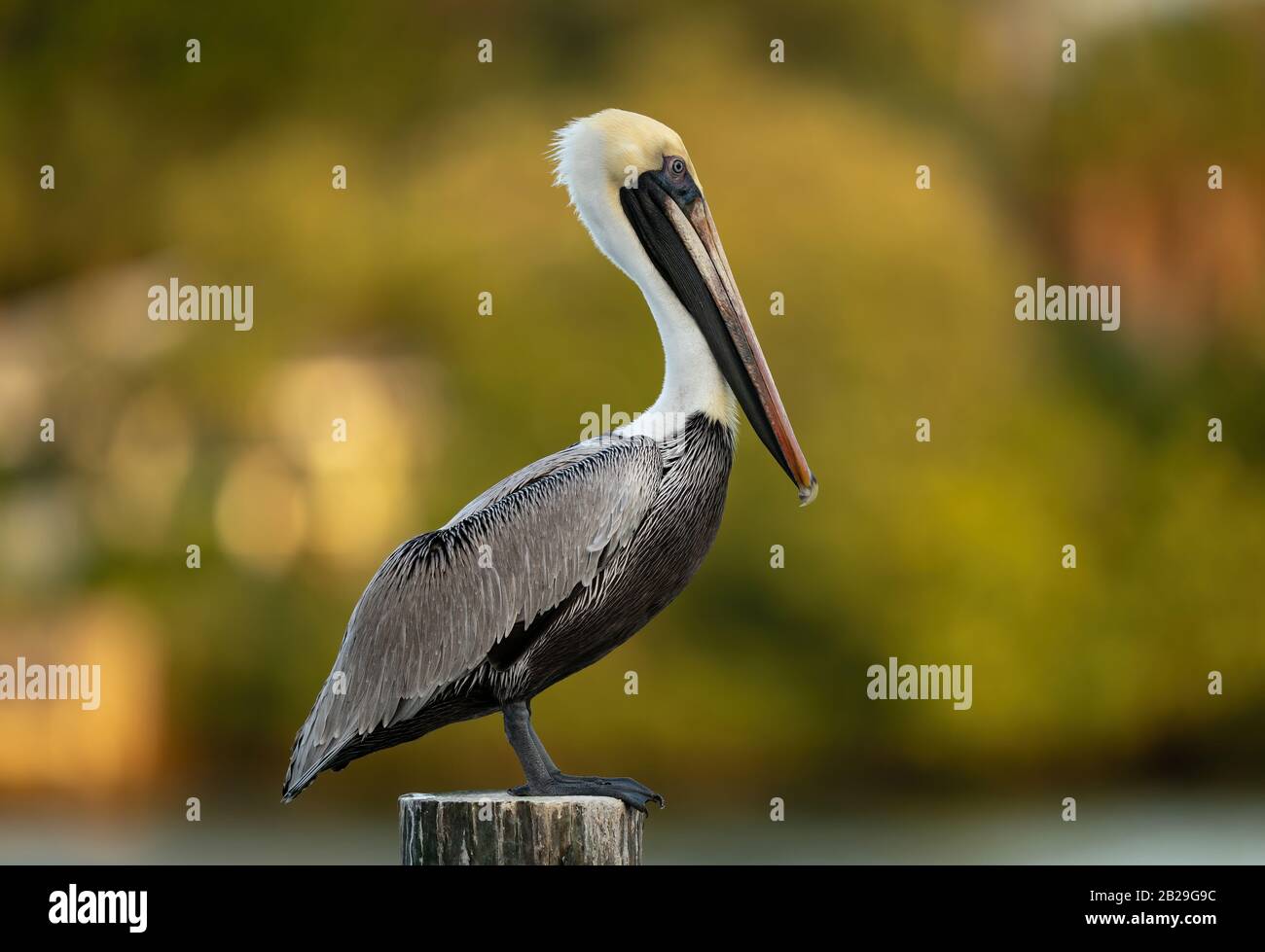 Grey Pelican in Florida Stock Photo
