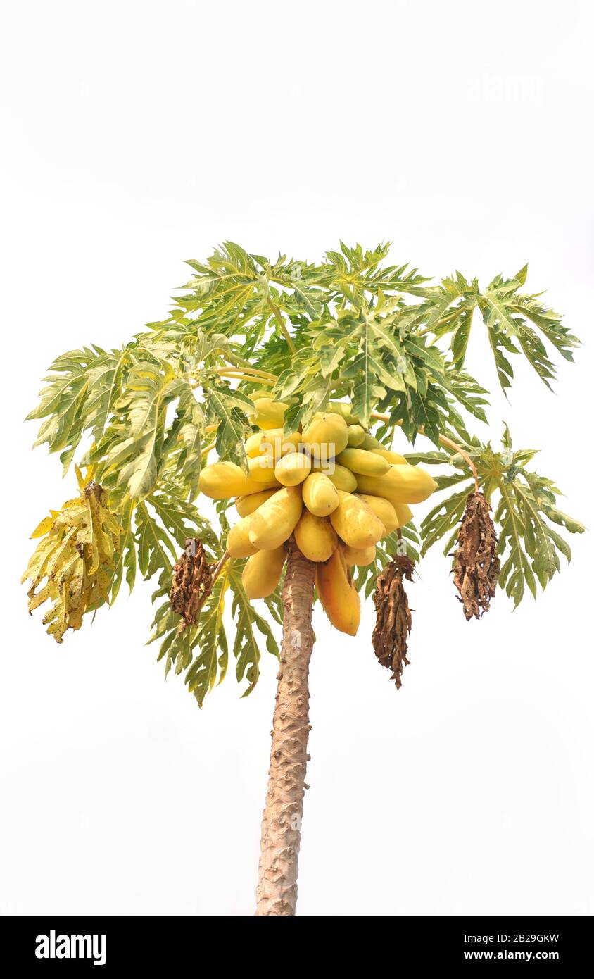 Papaya fruits on tree Cut Out Stock Images & Pictures - Alamy Papaya fruits on tree Cut Out Stock Images & Pictures - Alamy