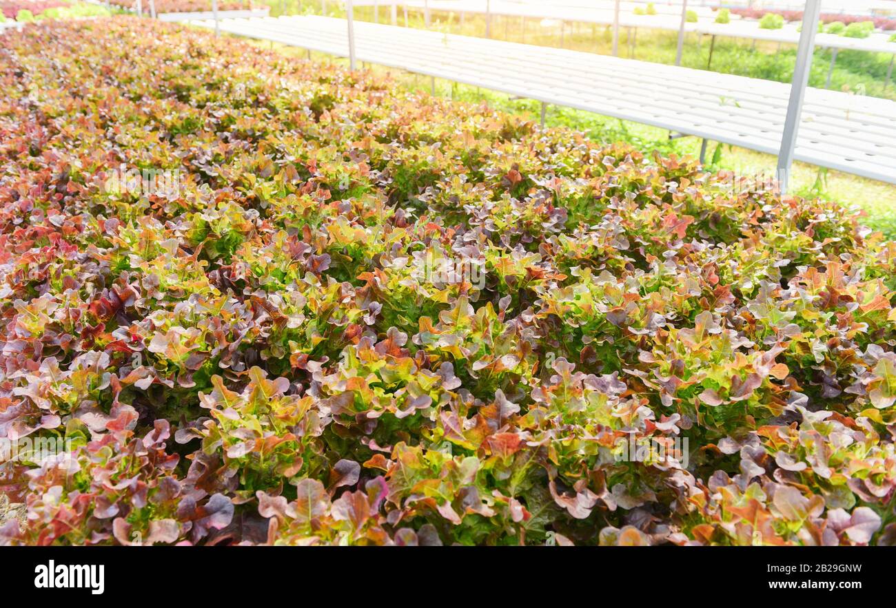 Hydroponic farm salad plants on water without soil agriculture in the greenhouse organic vegetable hydroponic system young and fresh red oak lettuce s Stock Photo