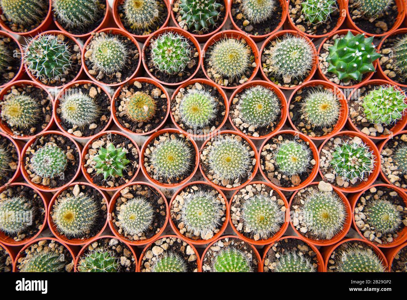 Cactus Pot Decorate In The Garden Various Types Beautiful Cactus