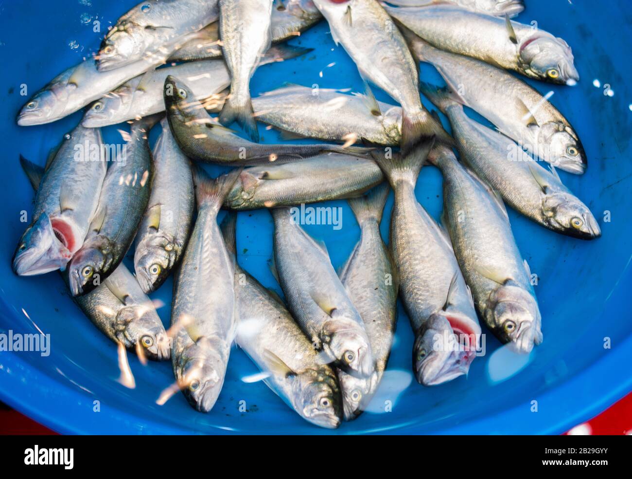 Fresh for sale at a fish market Stock Photo - Alamy