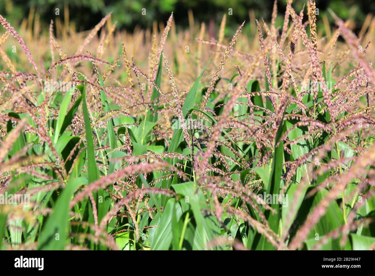 growing young maize in cultivated agricultural farm Stock Photo Alamy